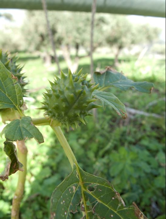 Datura sp.